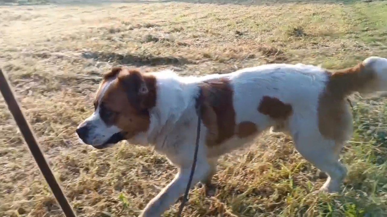 Алабай Рекс з Костянтинівки